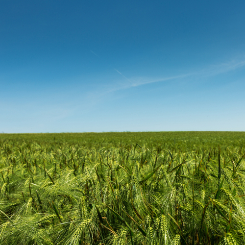 Nông Nghiệp Sạch: Lợi Ích To Lớn Cho Sức Khỏe Và Môi Trường